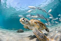 Oceanographic Oceanographic